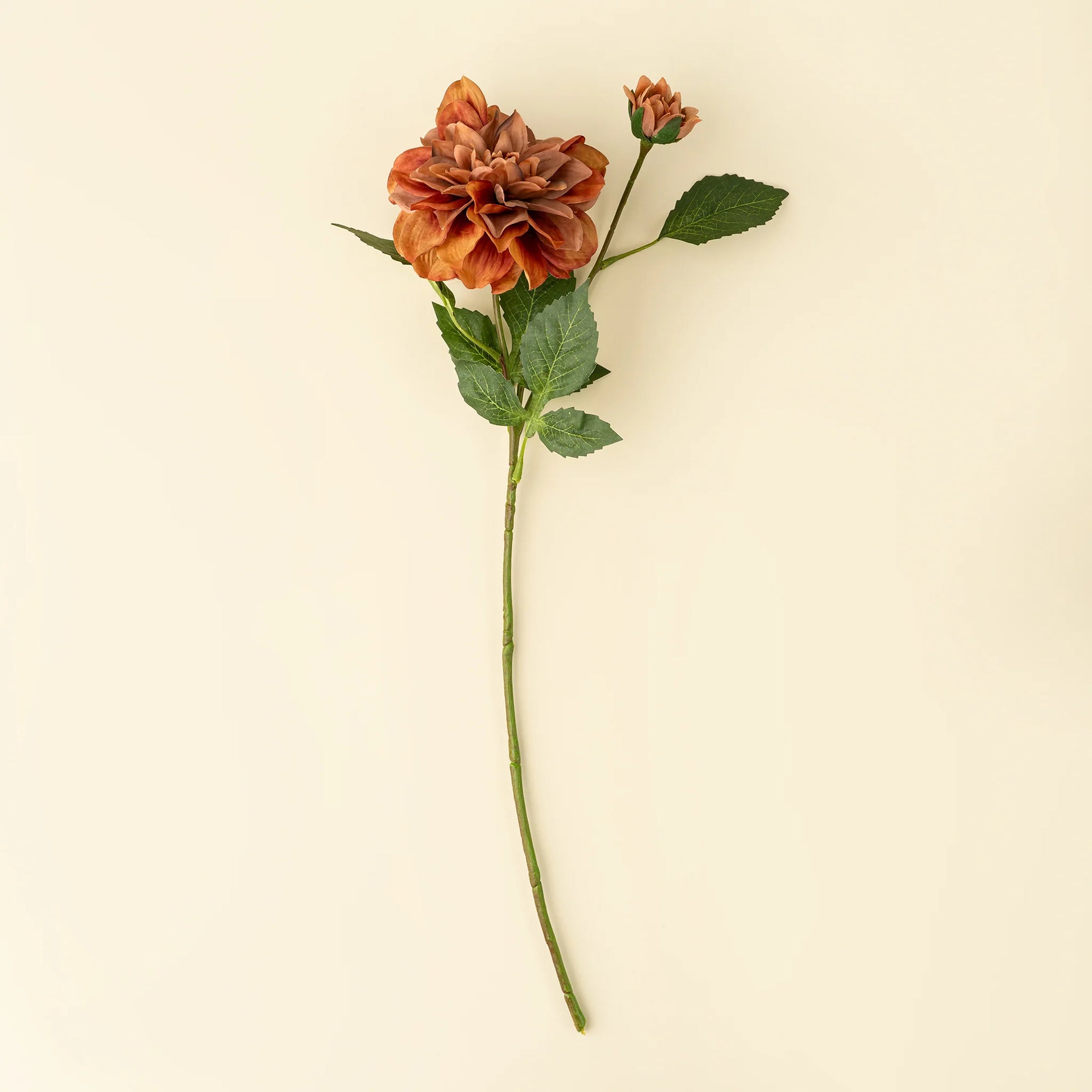 Dahlia Stem Terracotta