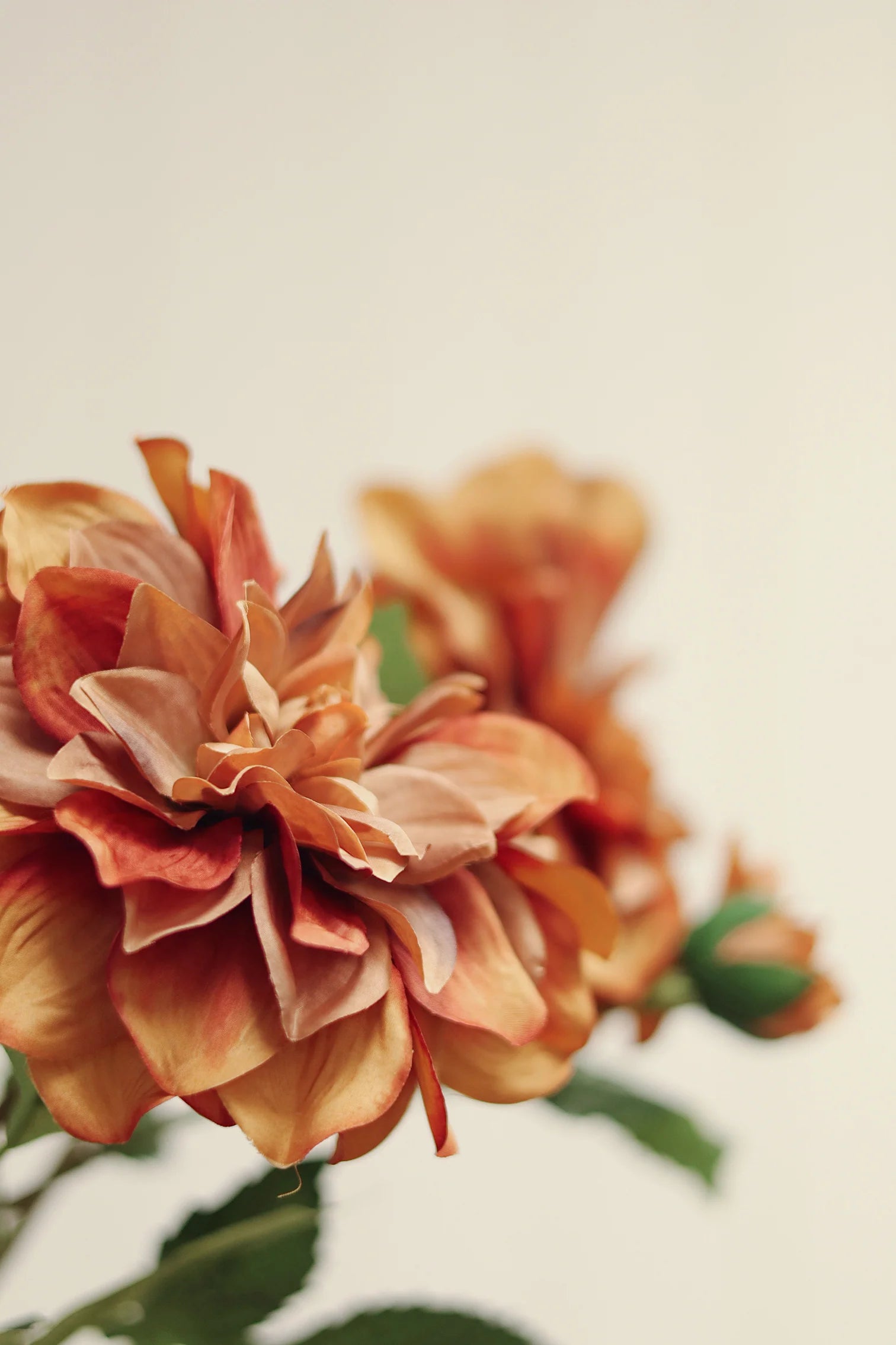 Dahlia Stem Terracotta