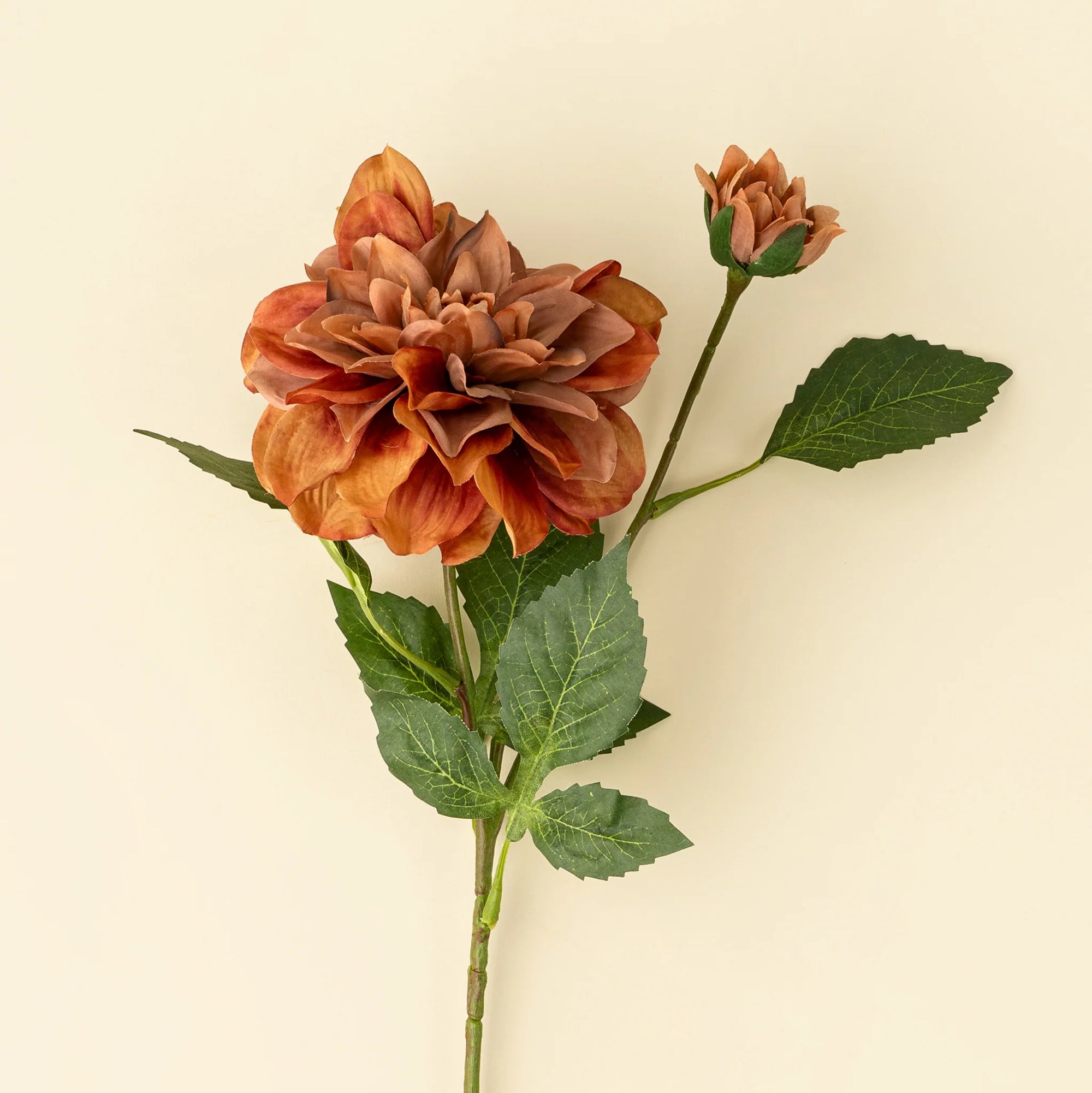 Dahlia Stem Terracotta