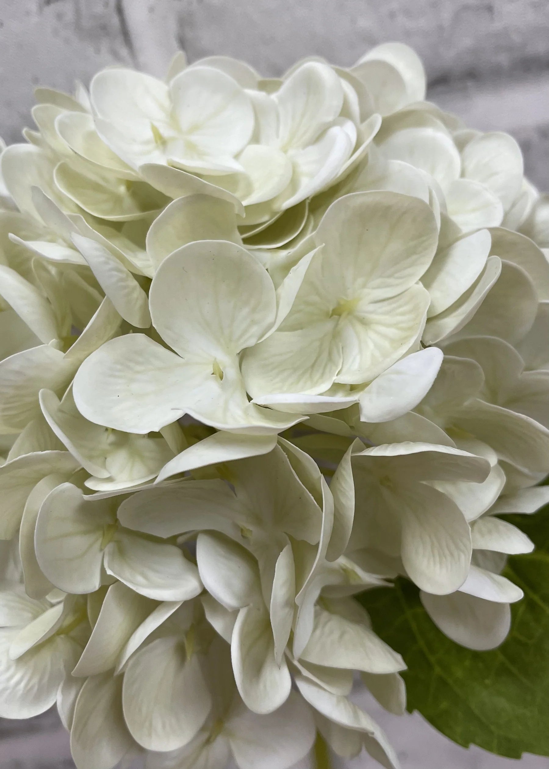 Hydrangea Stem
