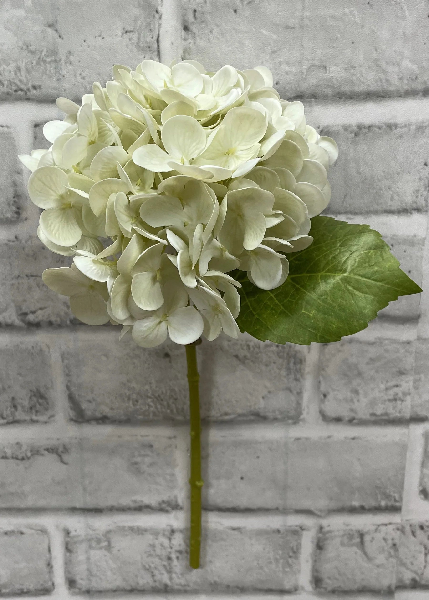 Hydrangea Stem