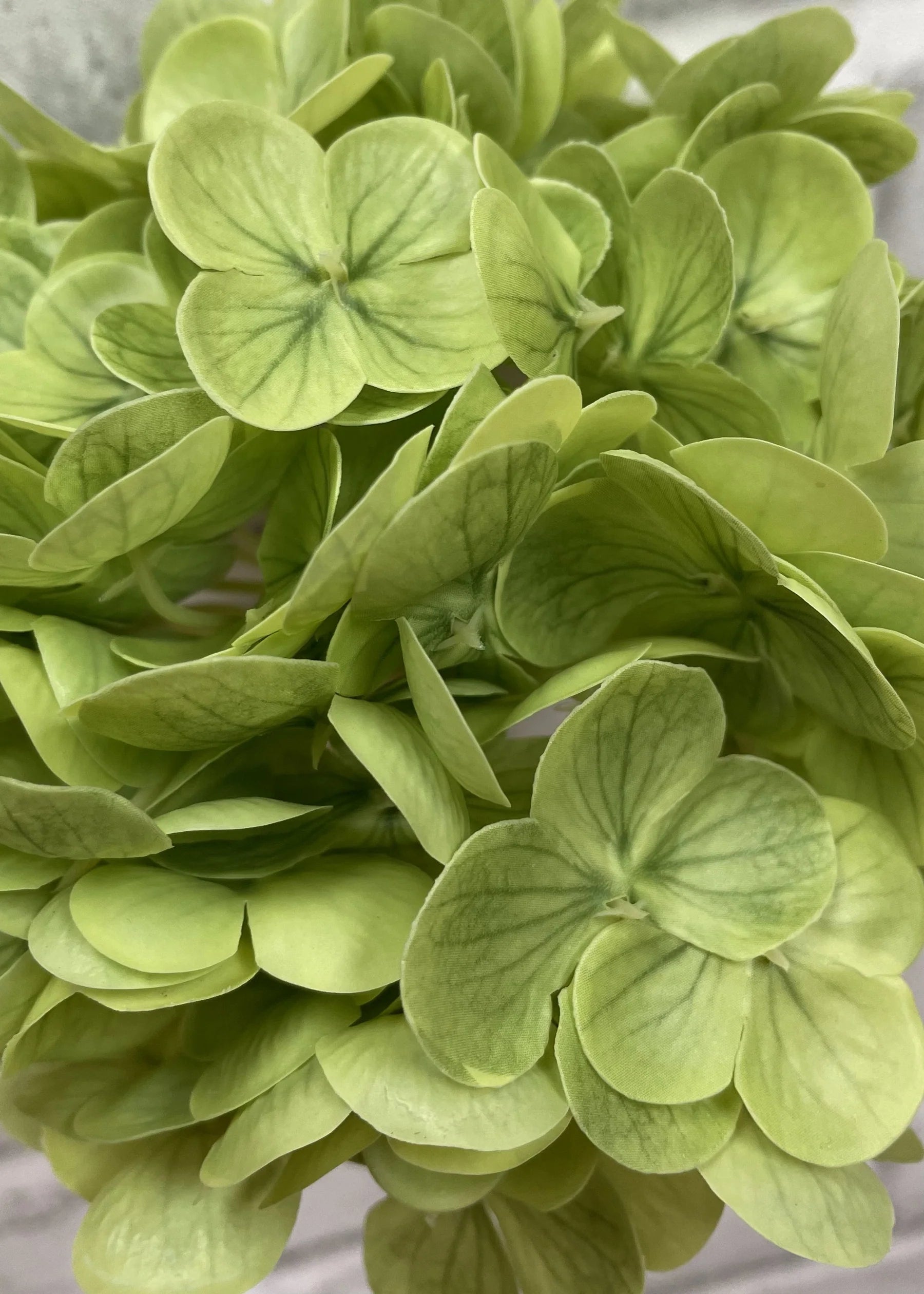 Hydrangea Stem
