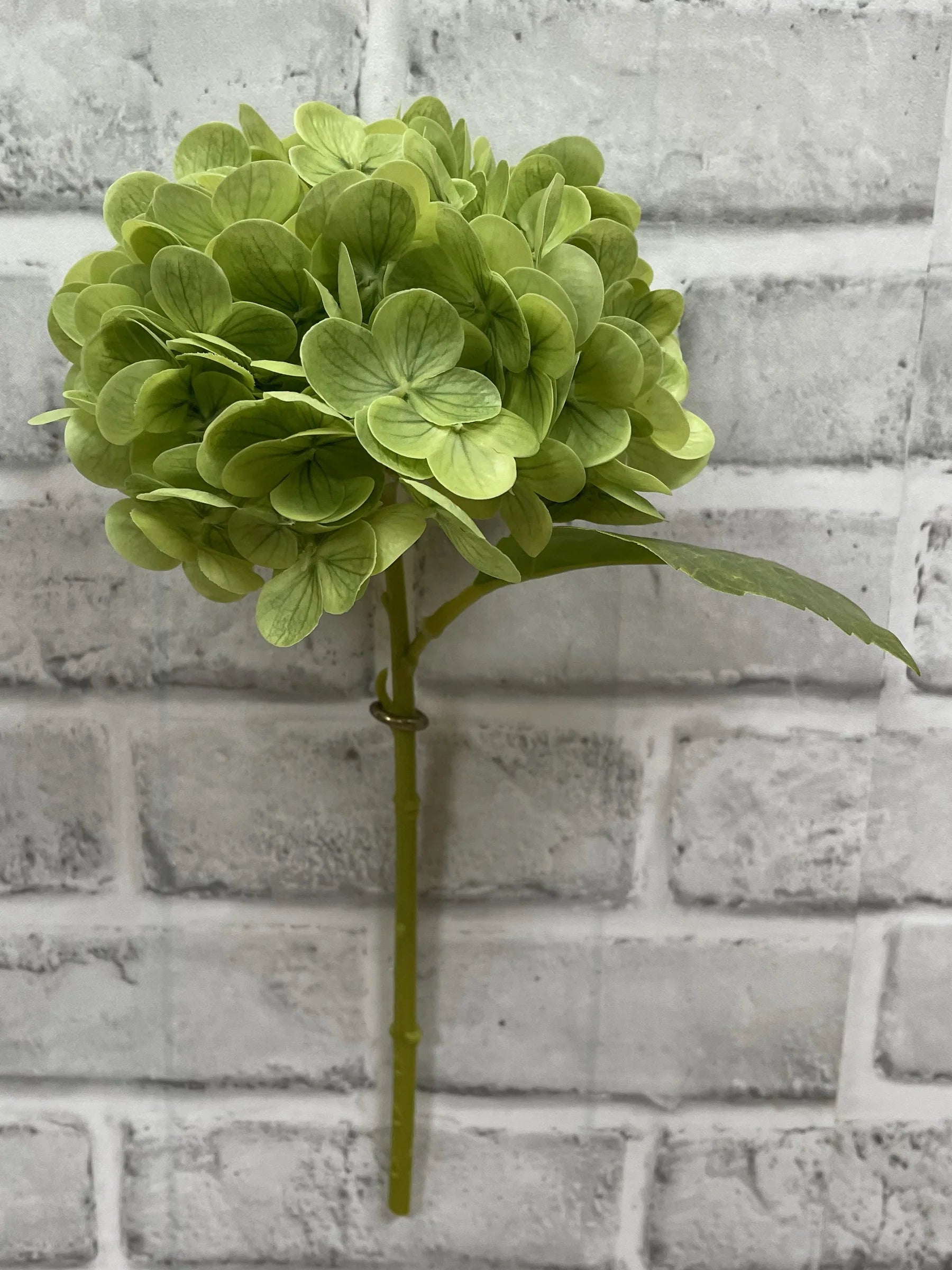 Hydrangea Stem