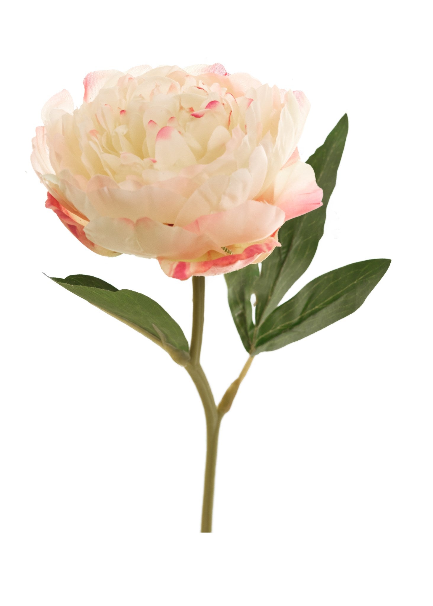 Peony Stem