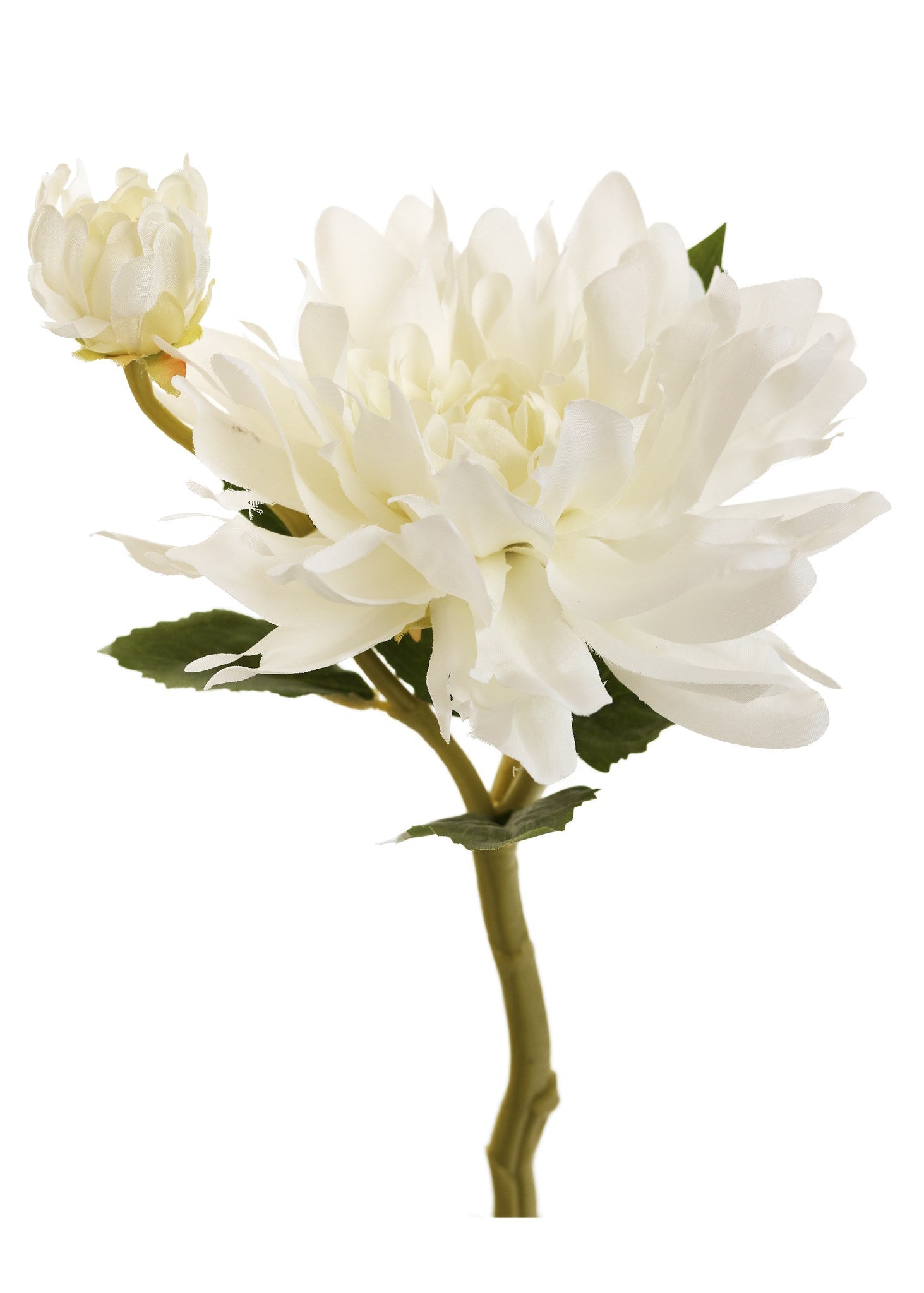Stem Dahlia W/Bud