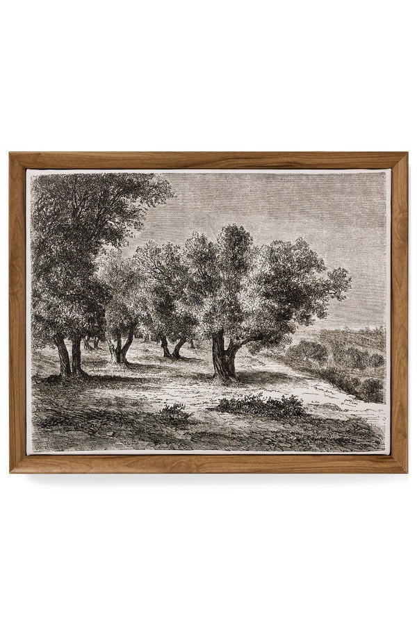 Print Canvas Olive Trees