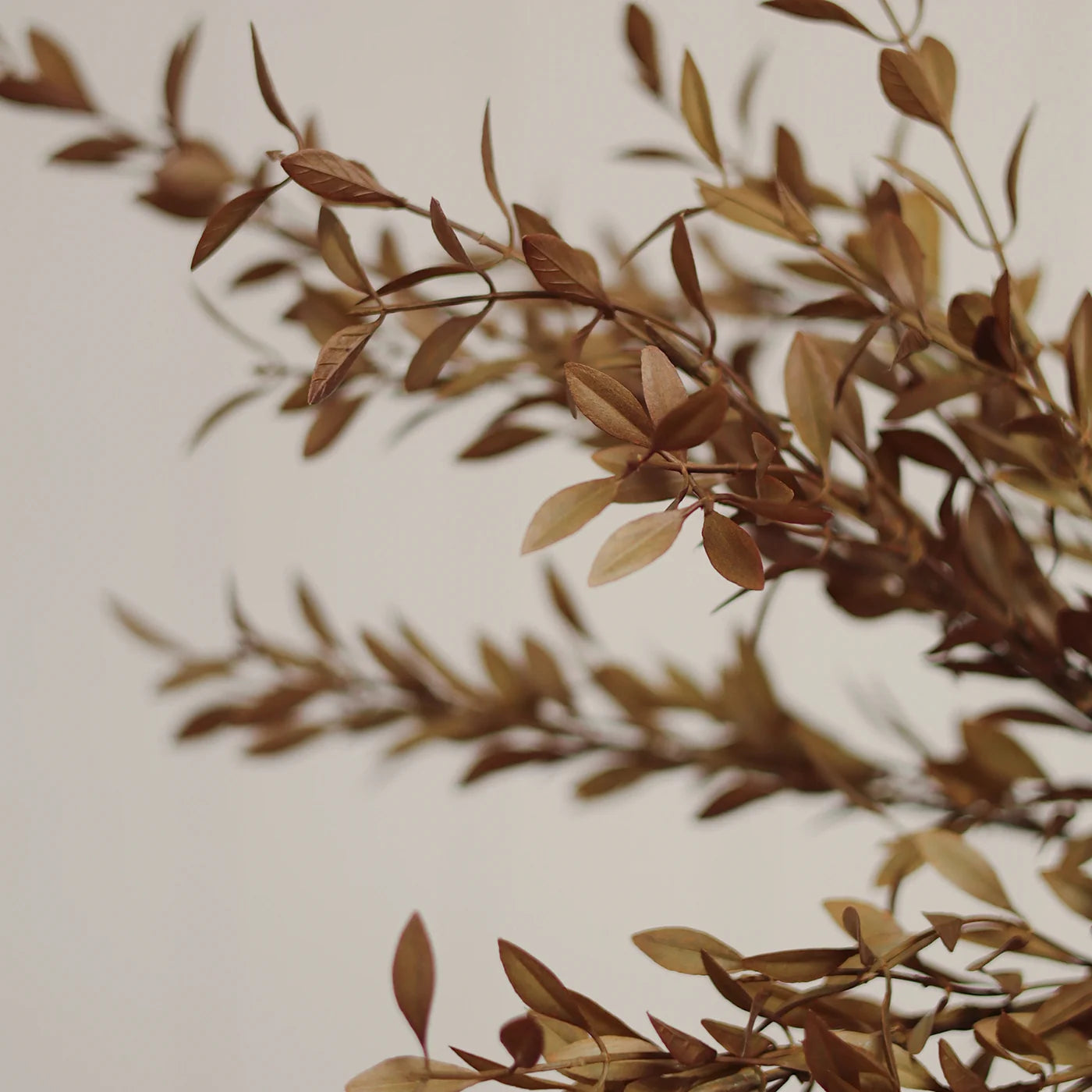 Willow Leaf Spray