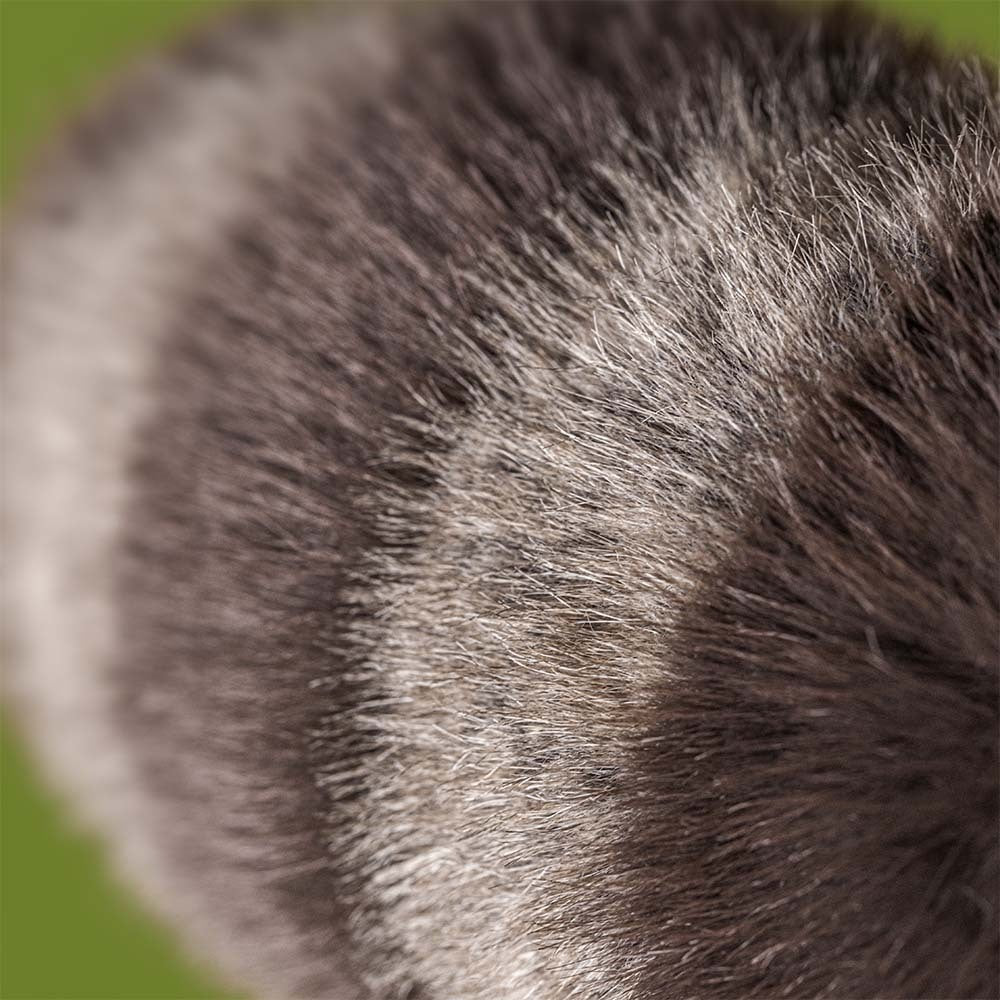 Racoon Trixiwoo Jellycat