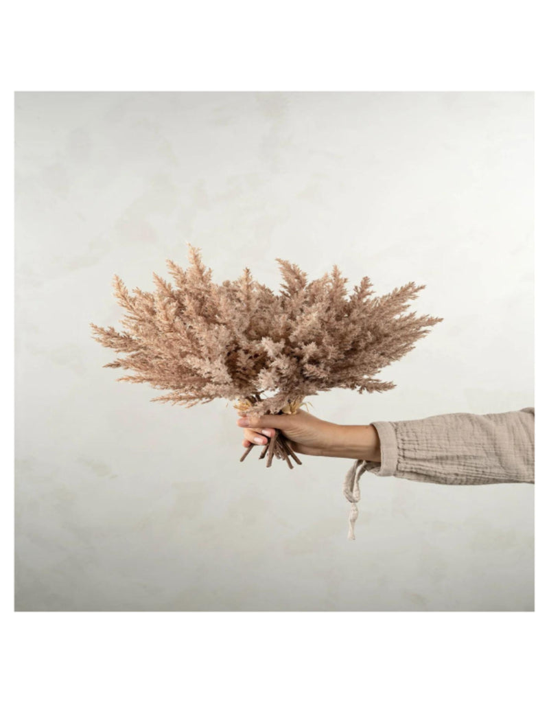 Pampas Grass Bundle